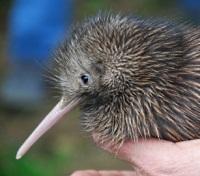 Kiwi Bird at Bird Sanctuary Kiwi Bird at Bird Sanctuary